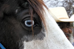 KNOWING LOOK - Flo, a seven-year-old mare Stidham raised since birth, saved his life after he suffered a stroke while working alone in a pasture. Messenger photo by Joe Duty