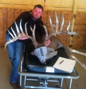 Deer Doctor - Veterinarian Joe Ables shows off the antlers of the sire of his deer-breeding herd. The whitetail deer the Decatur vet sees must be tranquilized, bound and hooded before receiving any treatment.