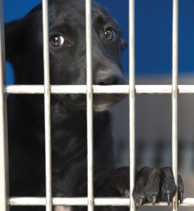 BLACK DOG SYNDROME - Animal shelter workers throughout the nation have noticed that black dogs and cats are much less likely to get adopted than their fairer counterparts. Messenger photo by Joe Duty