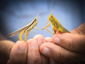 GATHERING HORDES - Last year's drought allowed unprecedented numbers of grasshoppers to successfully lay eggs in the dry soil. This year farmers, gardeners and homeowners are dealing with trees, shrubs, vegetable gardens and grass fields stripped bare. Messenger photo by Joe Duty