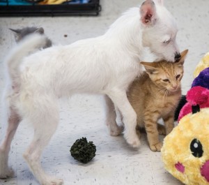TWO CUTE - For unknown reasons, lighter colored dogs and cats are much more likely to be adopted from animal shelters. These two make fast friends at Wise County Animal Shelter last Thursday. Messenger photo by Joe Duty