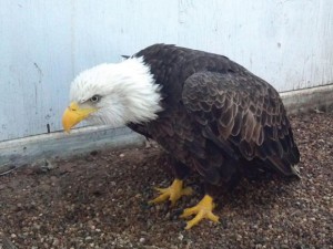 BROKEN WING - This downed eagle is being rehabilitated at a local veteranian's office after suffering two broken bones in its right wing. They hope to release it back into the wild next month if it makes a full recovery. Submitted photo
