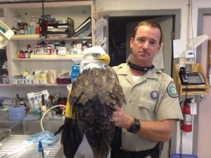 WING MAN - Wise County Game Warden Chris Dowdy holds up a bald eagle that suffered a broken wing when it was hit by a car in Jack County. Dowdy worked with Jack County Game Warden Gary Hobbs to rescue the injured eagle. Submitted photo