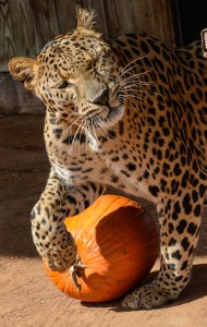 Playing-with-Pumpkins