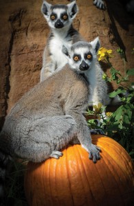 Pumpkins-and-Stripes