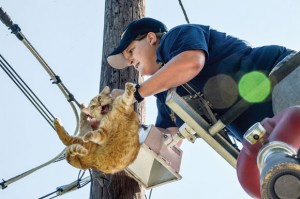 CATASTROPHE - Katy Wacasey, 23, a member of the Rhome Volunteer Fire Department, struggles to free a female cat that somehow got her leg stuck in a guide line high up a telephone pole in Boyd last August. Messenger photo by Joe Duty