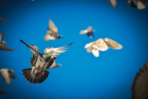 FLIGHTS OF FANCY - Despite being released in the wild hundreds of miles from their home, pigeons have an uncanny knack of finding their way back time and time again. The reason why still perplexes scientists. Messenger photo by Joe Duty