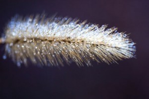 EARLY MORNING - Dew collects on the tops of tall grasses on a cool, densely fogged morning at Black Creek Lake. Messenger photo by Jimmy Alford
