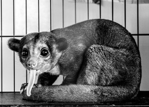 HONEY BEAR - The kinkajou, also known as a honey bear, discovered south of Decatur in rural Wise County Sunday is making its home at the Wise County Animal Shelter until officers there can find a permanent home for the animal in a sanctuary. Messenger photo by Joe Duty