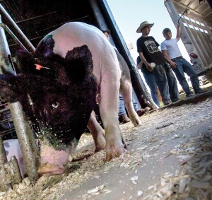 PAYING FOR PORK - Last year only 13 hogs out of about 200 entered in the Youth Fair went on the truck after the sale Saturday afternoon. In recent years, more exhibitors, especially those with steers and hogs, have taken their animals home or sold them to individuals instead of the packer. The trend contributed to the Youth Fair board's decision to change the annual auction to a premium sale. Messenger photo by Joe Duty