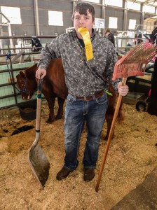 SCRAMBLE TO VICTORY - Justin Heap, 18, of Alvord shows off his heifer Millie, which placed fifth in its class at the Fort Worth Stock Show. He purchased the heifer with the help of some money earned by winning in the calf scramble last year. He'll show an exotic steer later this week. Messenger photo by Joe Duty
