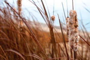 STANDING TALL - Wet with dew, Cattails wave back and forth in the morning breeze. Messenger photo by Jimmy Alford