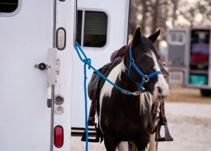 TIED UP - A rider's horse waits to hit the trail at Field Trial Saturday at the Valley View group camp. Messenger photo by Jimmy Alford
