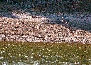 WALKING ALONG THE SHORE - A crane cautiously walks near the water's edge. Messenger photo by Jimmy Alford