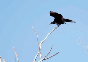 WINGSPAN - A buzzard (black vulture) spreads its wings while sitting atop a bare-topped tree. Messenger photo by Jimmy Alford