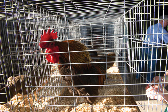 WELCOME TO THE COUNTY FAIR - A rooster crows a greeting to past Youth Fair visitors. The annual event starts Monday at the Wise County Sheriff's Posse Grounds, which will be buzzing with activity all week. Messenger photo by Joe Duty