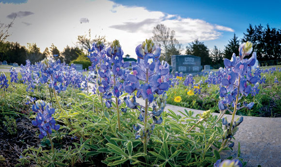BLUEBONNETS RETURN - Just over a year after landscapers cleared bluebonnets from the grounds of Oaklawn Cemetery in Decatur, the wildflower has returned. Messenger photo by Joe Duty