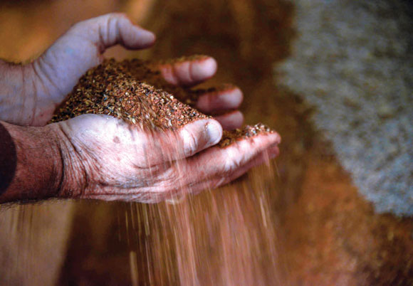Grain-of-Success.jpg Grain of Success
