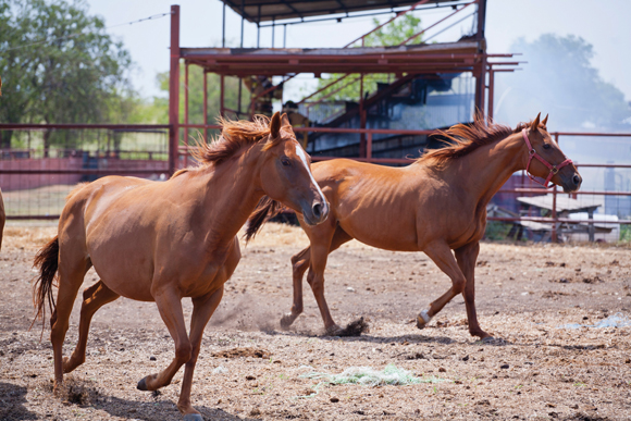 Hot-Horses.jpg Hot Horses