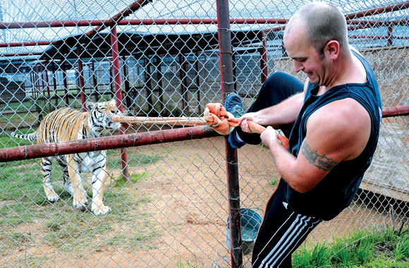 Tiger-Strong.jpg Tiger Strong