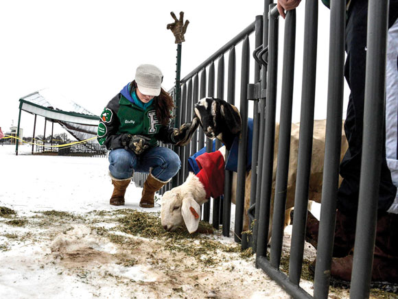 Saving-Goats.jpg Saving Goats