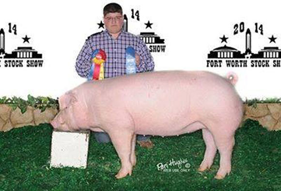 Breeding-Gilt.jpg Breeding Gilt