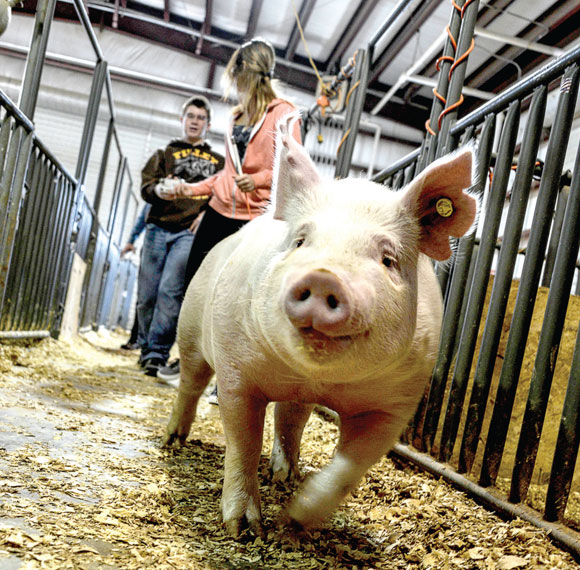 High-on-the-Hog.jpg High on the Hog